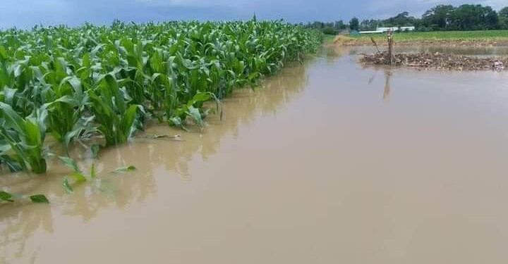 Actualizan recuento de daños provocados por fenómeno tropical en Alta Verapaz