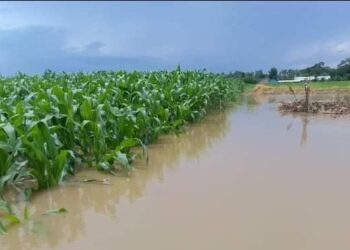 Actualizan recuento de daños provocados por fenómeno tropical en Alta Verapaz