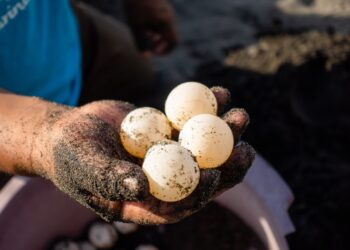 Promueven la protección de las tortugas marinas en las playas del país