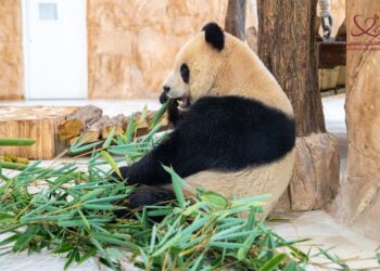 Catar se convierte en primer país de Medio Oriente con pandas gigantes
