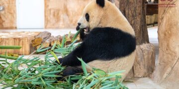 Catar se convierte en primer país de Medio Oriente con pandas gigantes