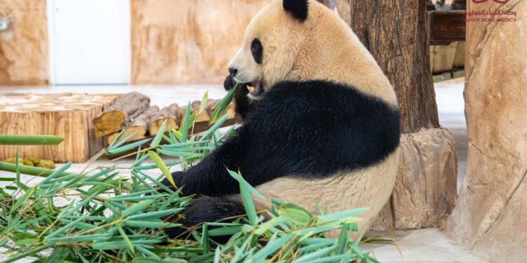 Catar se convierte en primer país de Medio Oriente con pandas gigantes