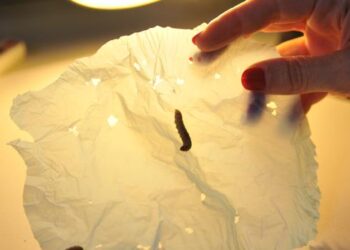 Saliva del gusano de la cera es capaz de degradar el plástico