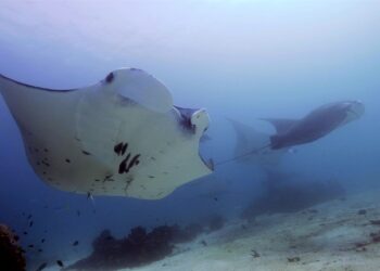 Costa Rica aumenta medidas de protección de tiburones, rayas y pez sierra