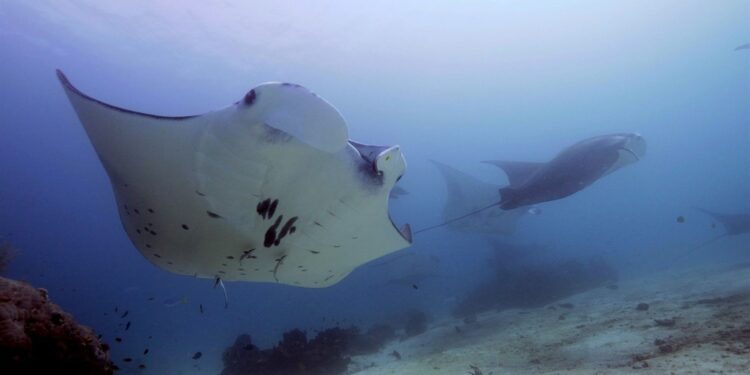 Costa Rica aumenta medidas de protección de tiburones, rayas y pez sierra