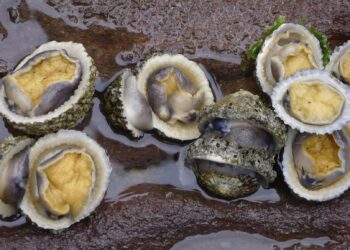 Recomiendan a población evitar consumo de moluscos bivalvos