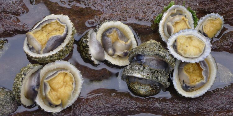 Recomiendan a población evitar consumo de moluscos bivalvos
