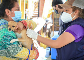 Preparan campaña de vacunación contra la rabia en perros y gatos