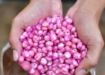 Pequeños productores afectados por fenómeno tropical recibirán semilla de maíz fortificado