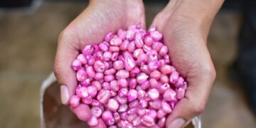 Pequeños productores afectados por fenómeno tropical recibirán semilla de maíz fortificado