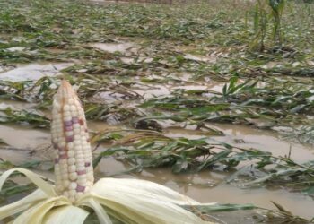 Zacapa presenta informe de daños en la agricultura por lluvias recientes