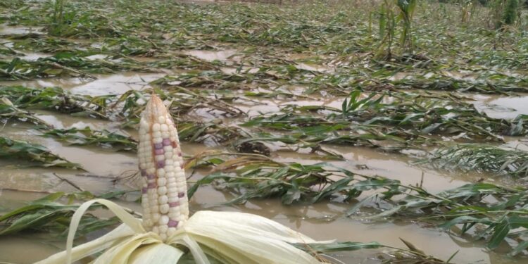 Zacapa presenta informe de daños en la agricultura por lluvias recientes