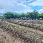 Agricultores de Chimaltenango y El Progreso intercambian conocimientos