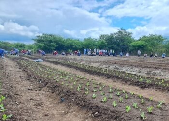 Agricultores de Chimaltenango y El Progreso intercambian conocimientos