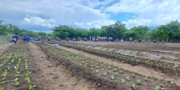 Agricultores de Chimaltenango y El Progreso intercambian conocimientos