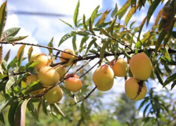 México aprueba admisibilidad de melocotón guatemalteco para su comercialización