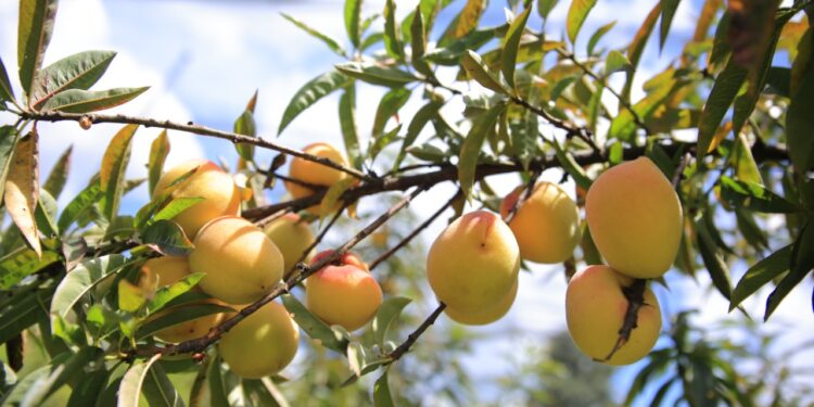 México aprueba admisibilidad de melocotón guatemalteco para su comercialización