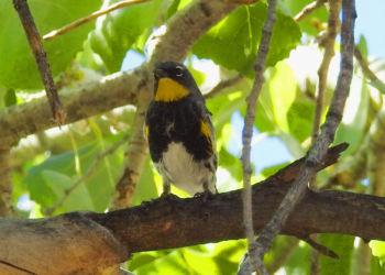 Buscan crear 100 áreas en América Latina para preservar 200 especies de aves