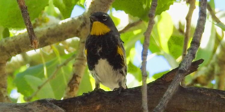 Buscan crear 100 áreas en América Latina para preservar 200 especies de aves
