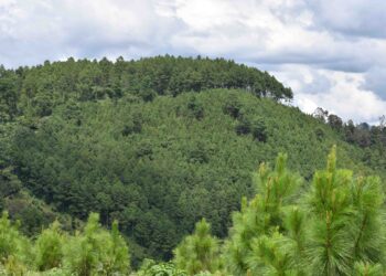 Lanzan campaña para prevenir plagas e incendios forestales