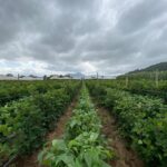 Emiten recomendaciones para sectores agrícola y pecuario por ciclón tropical