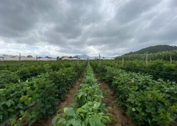 Emiten recomendaciones para sectores agrícola y pecuario por ciclón tropical