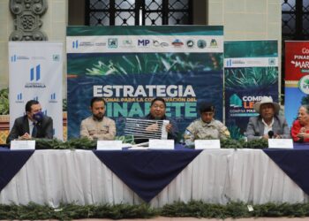 Lanzan campaña de control y conservación del pinabete en la temporada navideña 2022