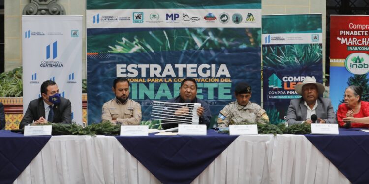 Lanzan campaña de control y conservación del pinabete en la temporada navideña 2022