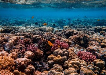 Comienza proyecto de restauración de corales en Antigua y Barbuda