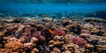 Comienza proyecto de restauración de corales en Antigua y Barbuda