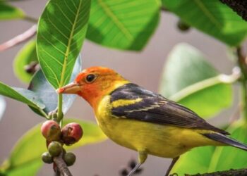 Llaman a la población a valorar el hecho de vivir en una Guatemala megadiversa