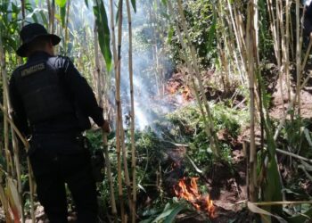 Erradican plantaciones de marihuana valorada en más de 10 millones de quetzales