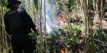 Erradican plantaciones de marihuana valorada en más de 10 millones de quetzales