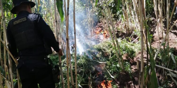 Erradican plantaciones de marihuana valorada en más de 10 millones de quetzales