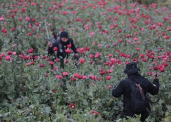 Elementos especializados apoyan en la erradicación de ilícitos. /Foto: Mingob