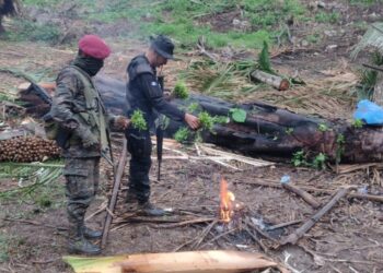 Cultivos de hoja de coca fueron localizados en San Luis, Petén. /Foto: Mingob