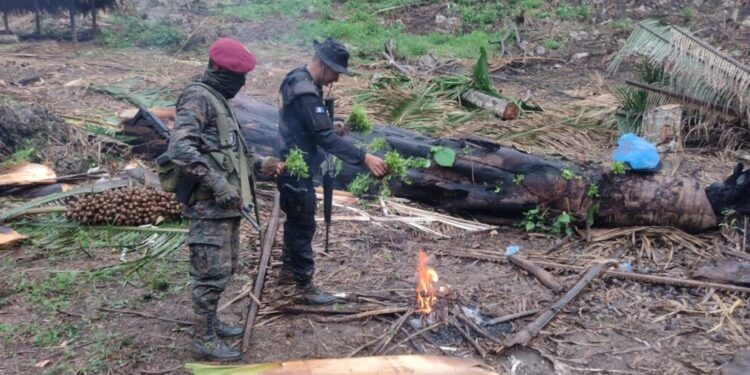 Cultivos de hoja de coca fueron localizados en San Luis, Petén. /Foto: Mingob