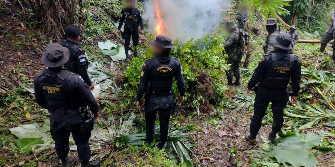 Erradican Más De 70 Mil Arbustos De Hoja De Coca En Petén - Agencia ...