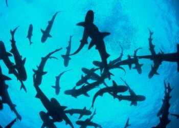 La población de animales silvestres desciende 69 % en medio siglo