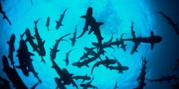 La población de animales silvestres desciende 69 % en medio siglo