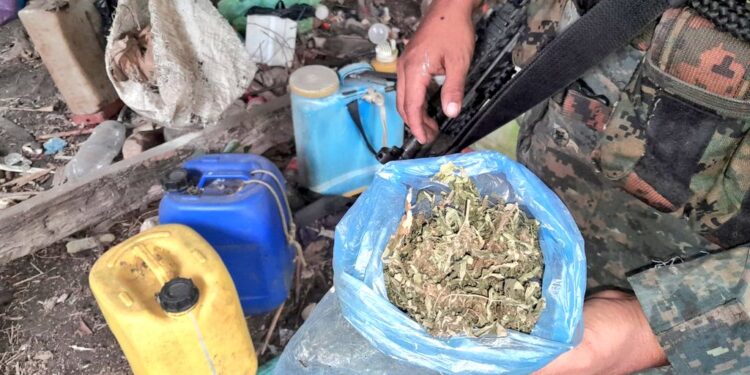 Destruyen cultivos de marihuana en Petén