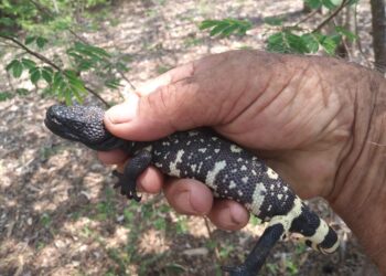 Concientizan sobre la importancia de la conservación de los reptiles