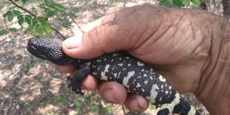 Concientizan sobre la importancia de la conservación de los reptiles