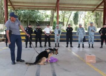 Guatemala y México intercambian conocimientos en la formación de guías e instructores K-9