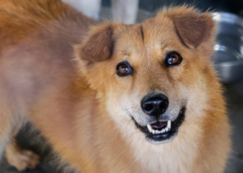 Vacunación antirrábica asegura el bienestar de la familia y las mascotas. /Foto: MSPAS