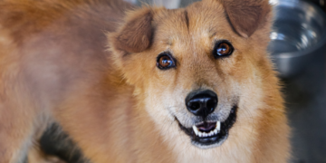 Vacunación antirrábica asegura el bienestar de la familia y las mascotas. /Foto: MSPAS