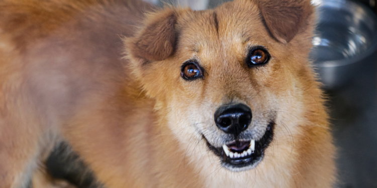 Vacunación antirrábica asegura el bienestar de la familia y las mascotas. /Foto: MSPAS