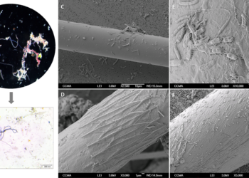 Microfibras del Mediterráneo son el hogar de cientos de bacterias