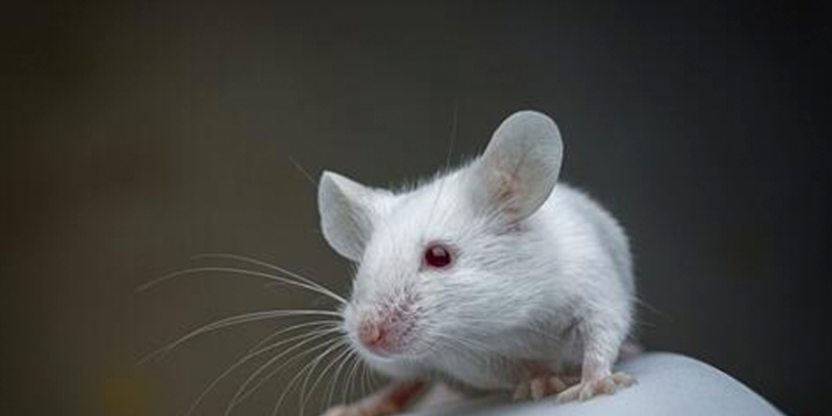 Las ratas captan el ritmo de la música y mueven la cabeza con él