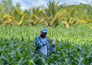 Zacapa: MAGA trabaja en la prevención de plagas en cultivos